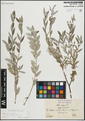 Foto von Salix repens subsp. rosmarinifolia (L.) Andersson
